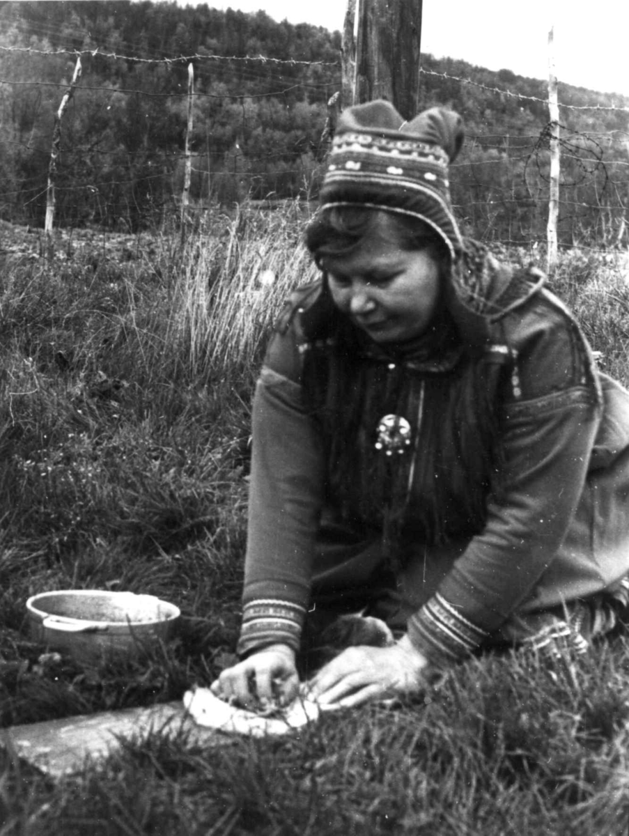 Skinnbearbeiding. Kjøttsiden av skinnet overstrykes med vidjebark. Masi 1967.