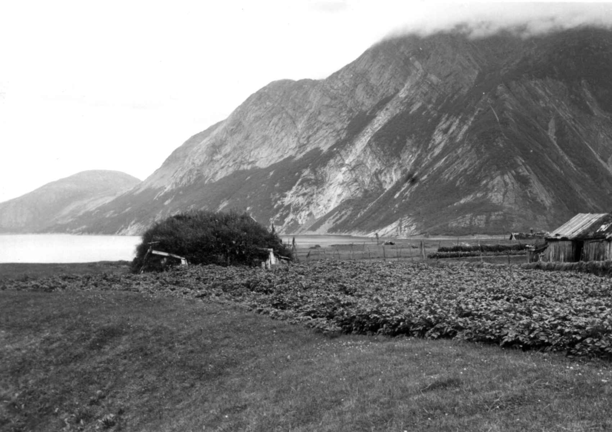 Oversiktsbilde over Ytre Musken, fra en gård med fjøsgamme, 1964.