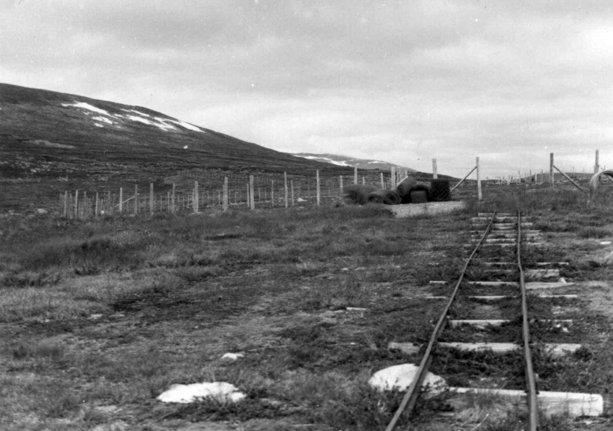 Reinslaktehuset og samlegjerdet med transportbane i forgrunnen. Saltfjellet 1964.