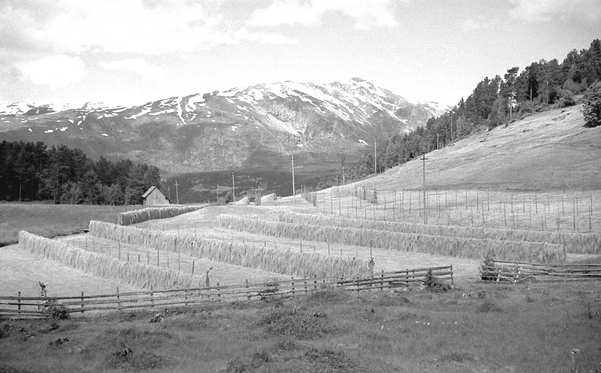 Bilder fra Auro med Lønahøgdi i bakgrunnen. Voss i Hordaland.