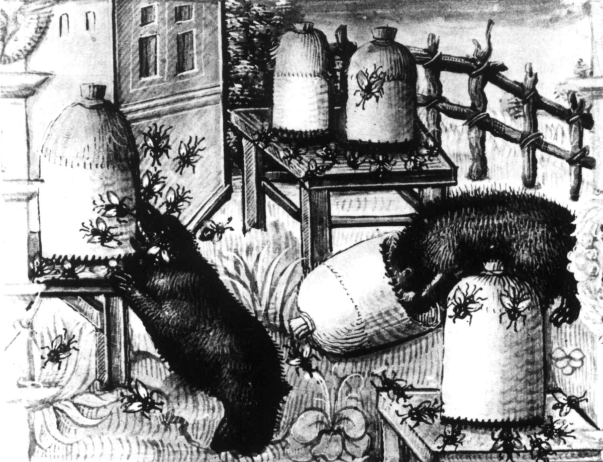 Bjørner som plyndrer bikuber