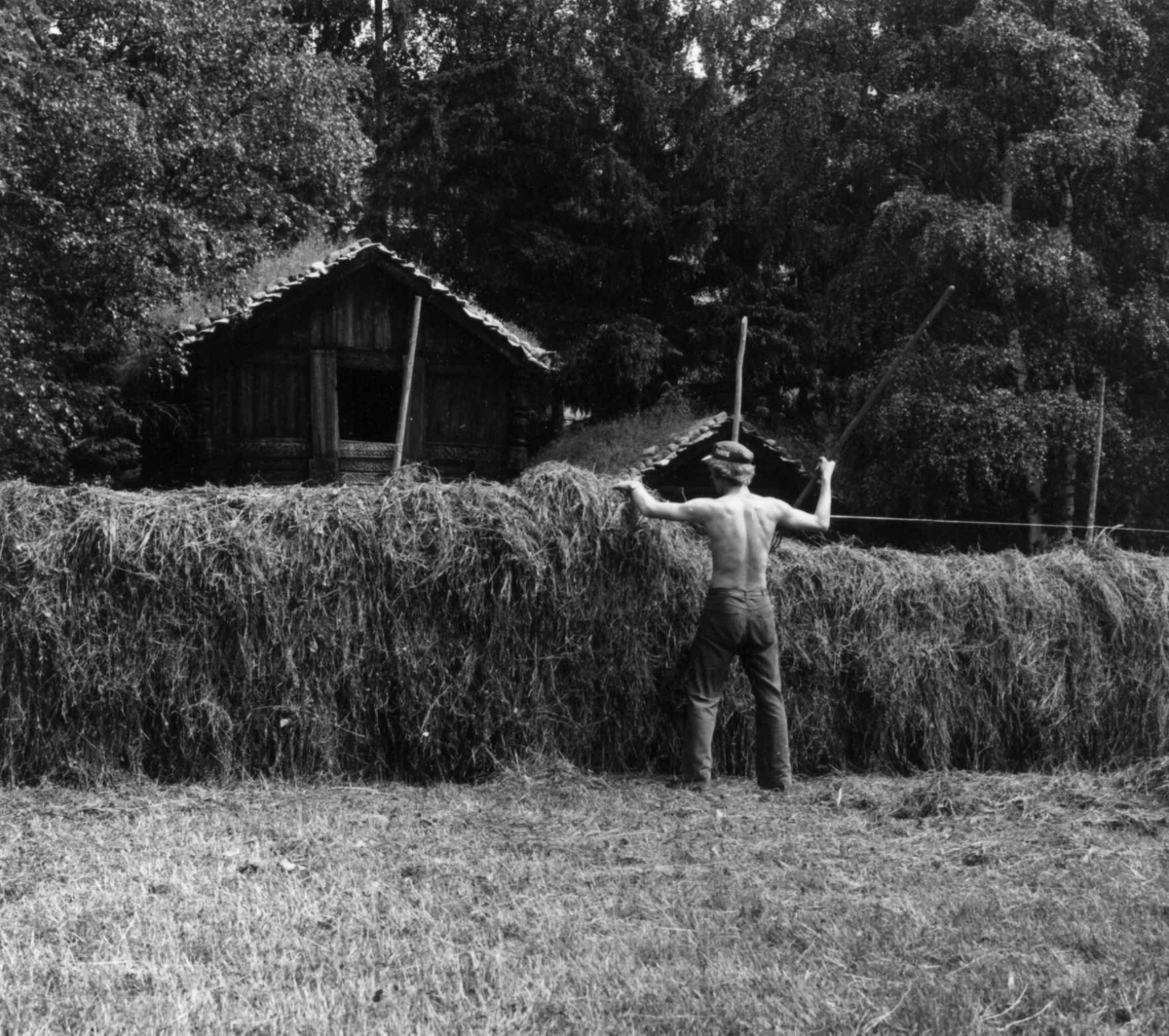 Slåttonn på friluftsmuseet, Norsk folkemuseum. Helge Brockmann hesjer. 1978.