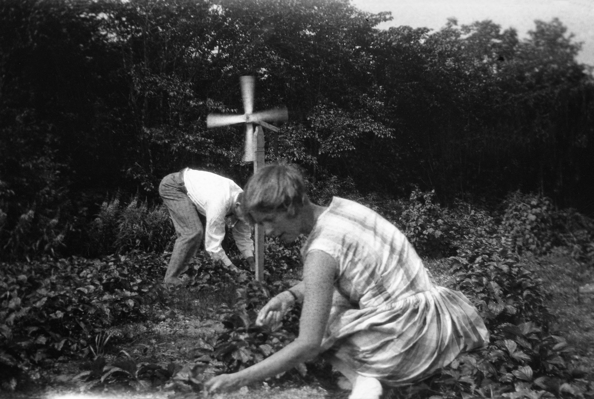 Dordi og Fritjof Arentz plukker jordbær i en åker, Berger, Vestfold.