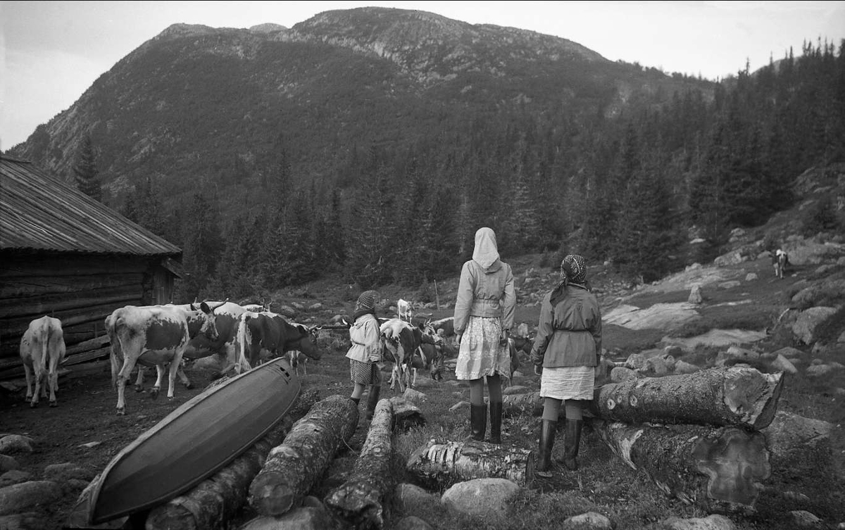 Seter i Haglebu, Eggedal 1940. Buskapen er sluppet ut på beite. Tre jenter (Arentzdøtrene?) passer på dem.