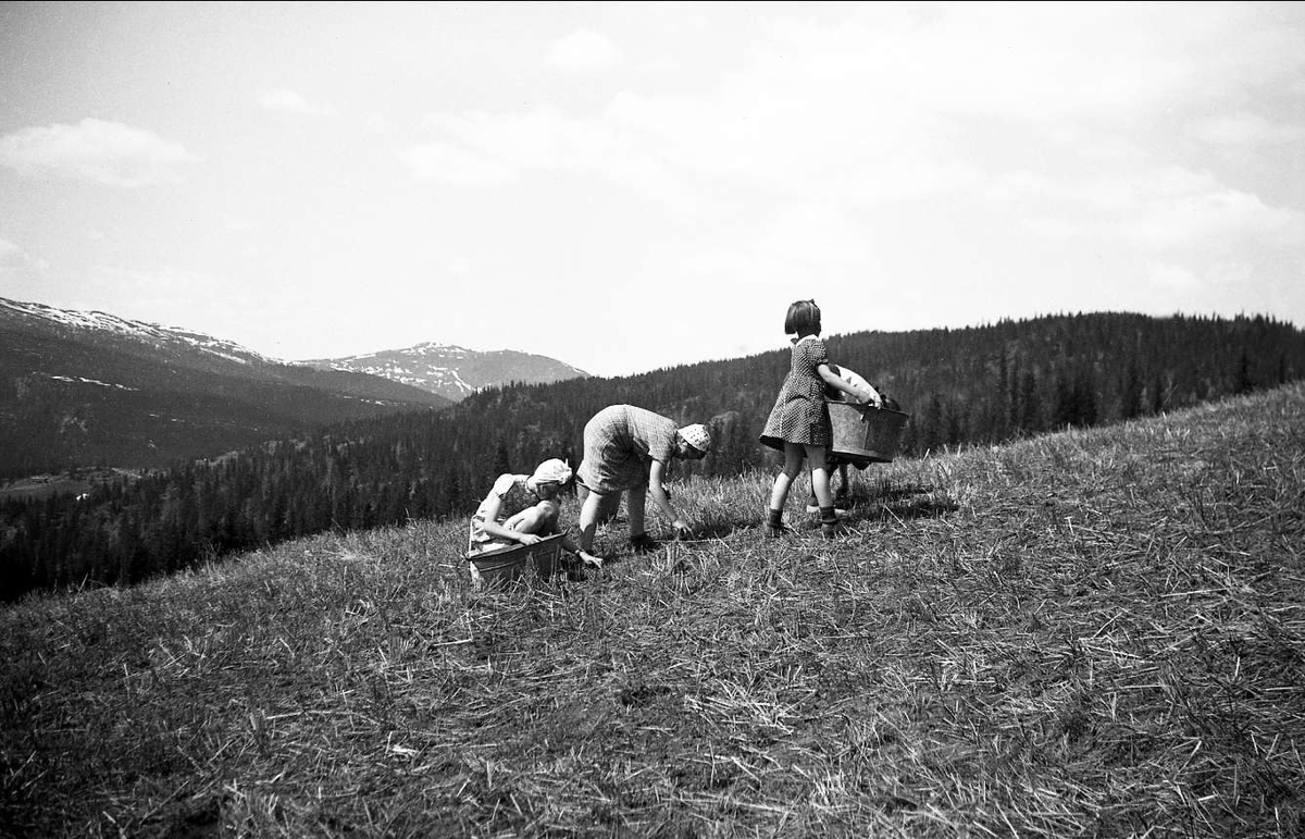 Steinplukking etter pløying ved Haglebunatten 1940. Antakelig er det Dordi Arentz som er med og plukker. En jente bærer stein i en vaskebalje.