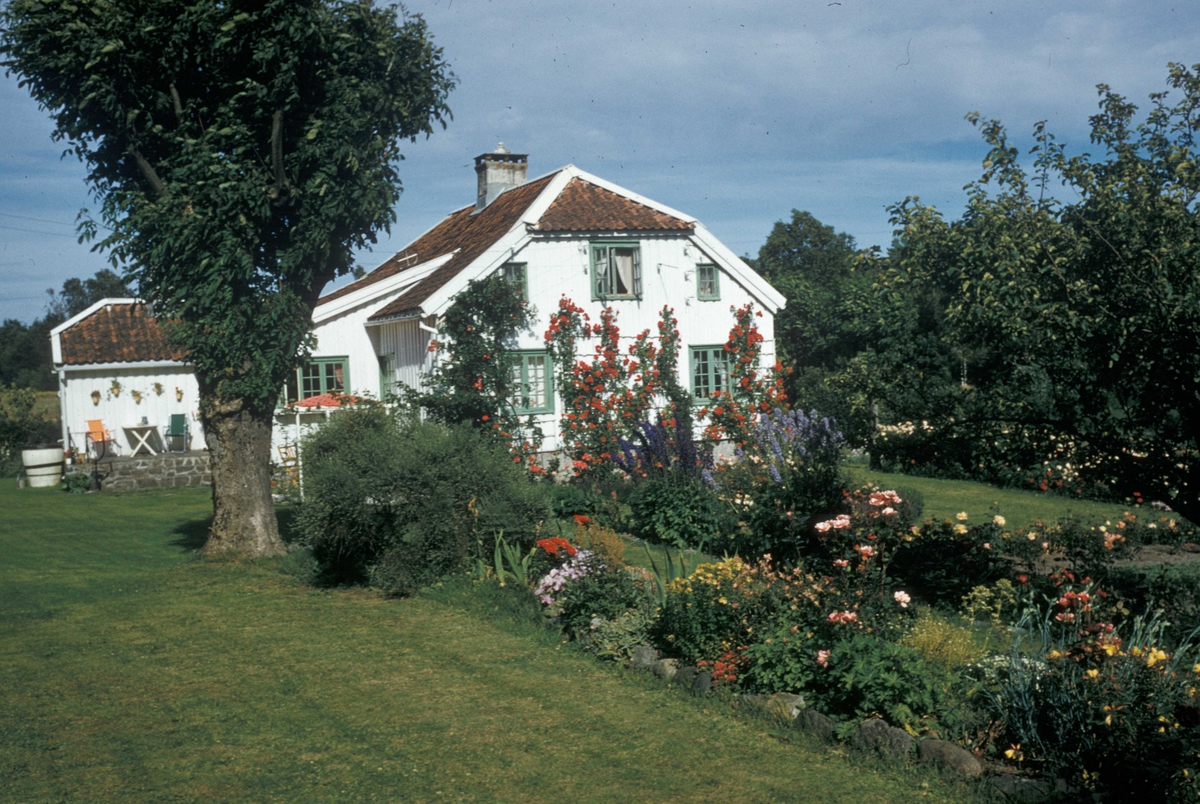 "Erigerons have". Hagen og huset.
