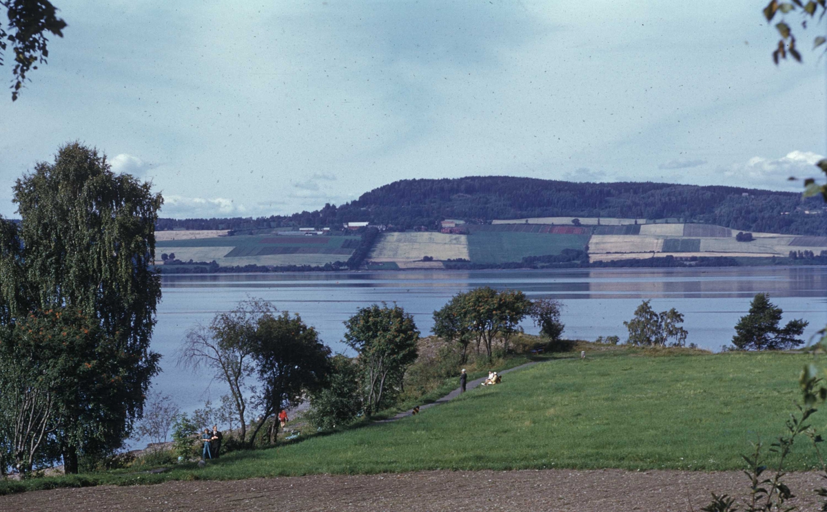 Domkirkeodden, Jordsmonn