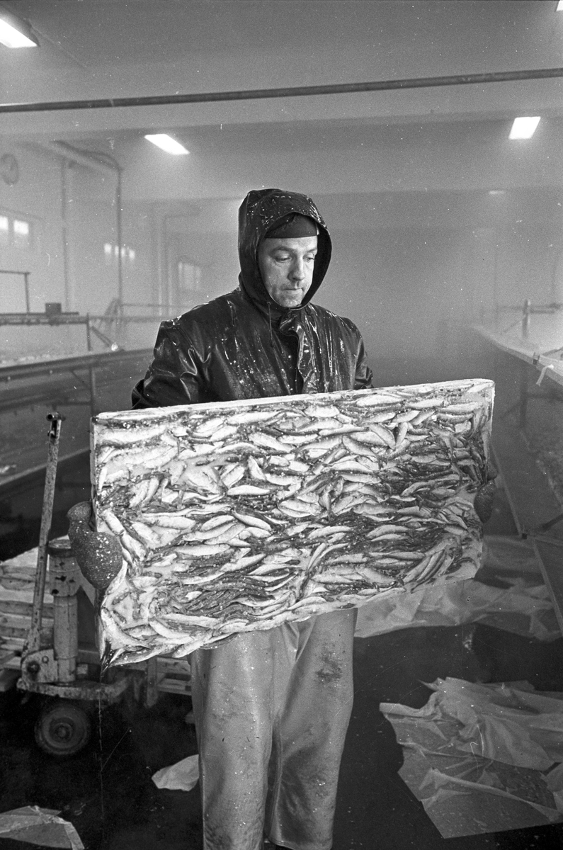 Serie. Fabrikkarbeidere og fabrikasjon på Bjelland Fabrikker, Stavanger. Fotografert aug. 1965. 