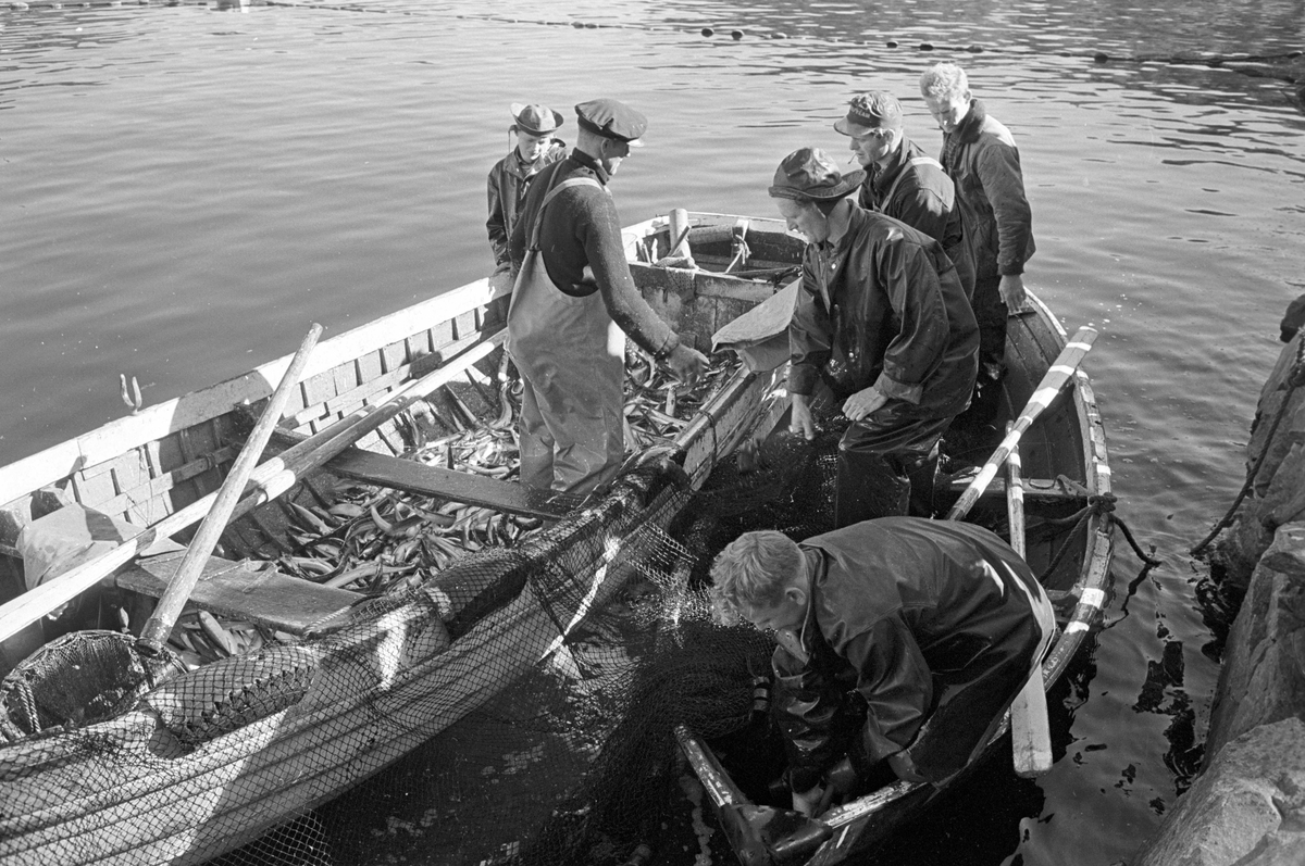 Serie. Brislingfiske i Hvervenbukta, Oslo.
Fotografert: 1961