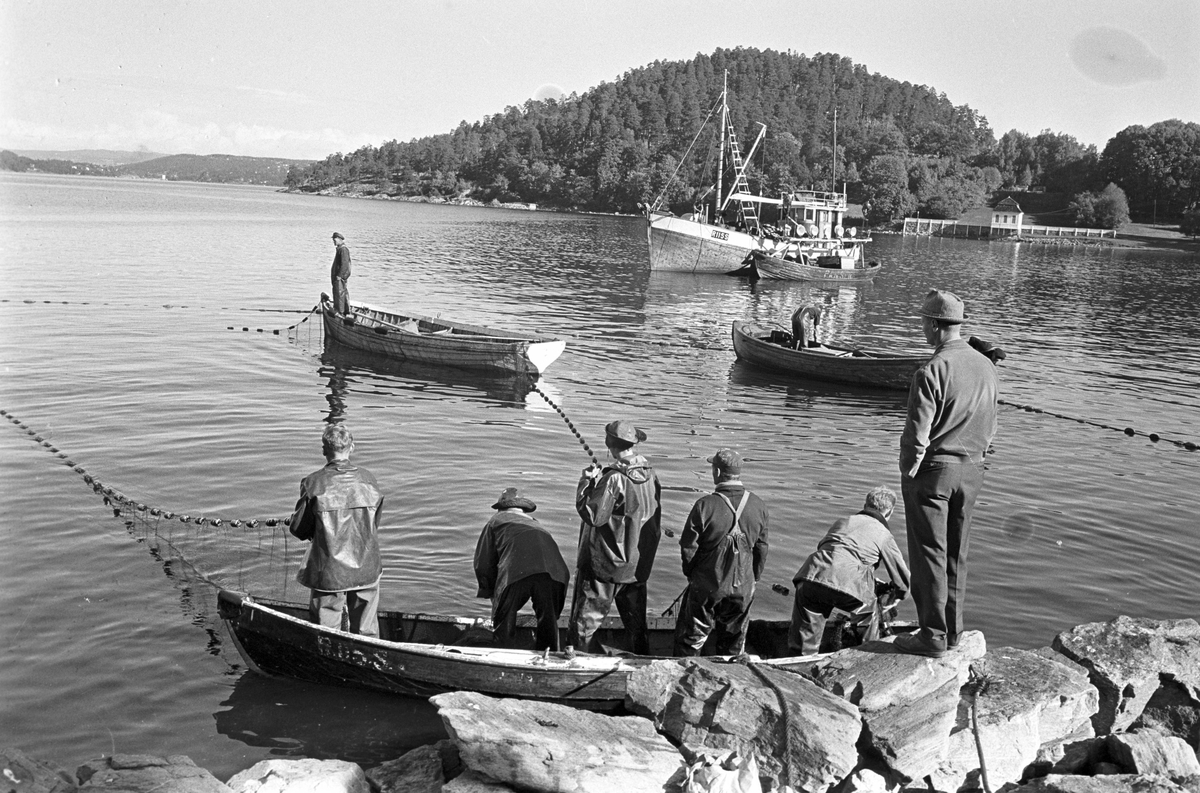 Serie. Brislingfiske i Hvervenbukta, Oslo.
Fotografert: 1961