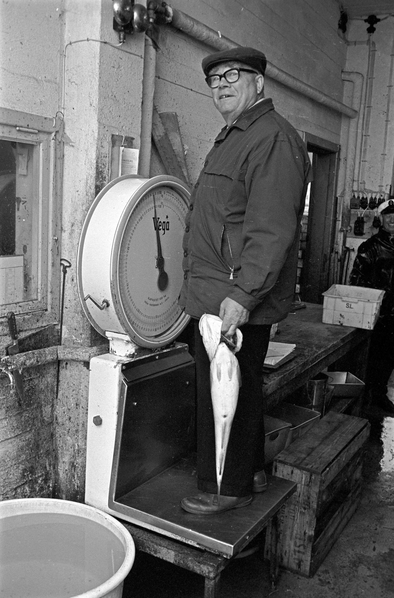 Serie. Dagbladets fiskekonkurranse "Gullfisk" i Mandal, Vest-Agder. Fotografert 1967.