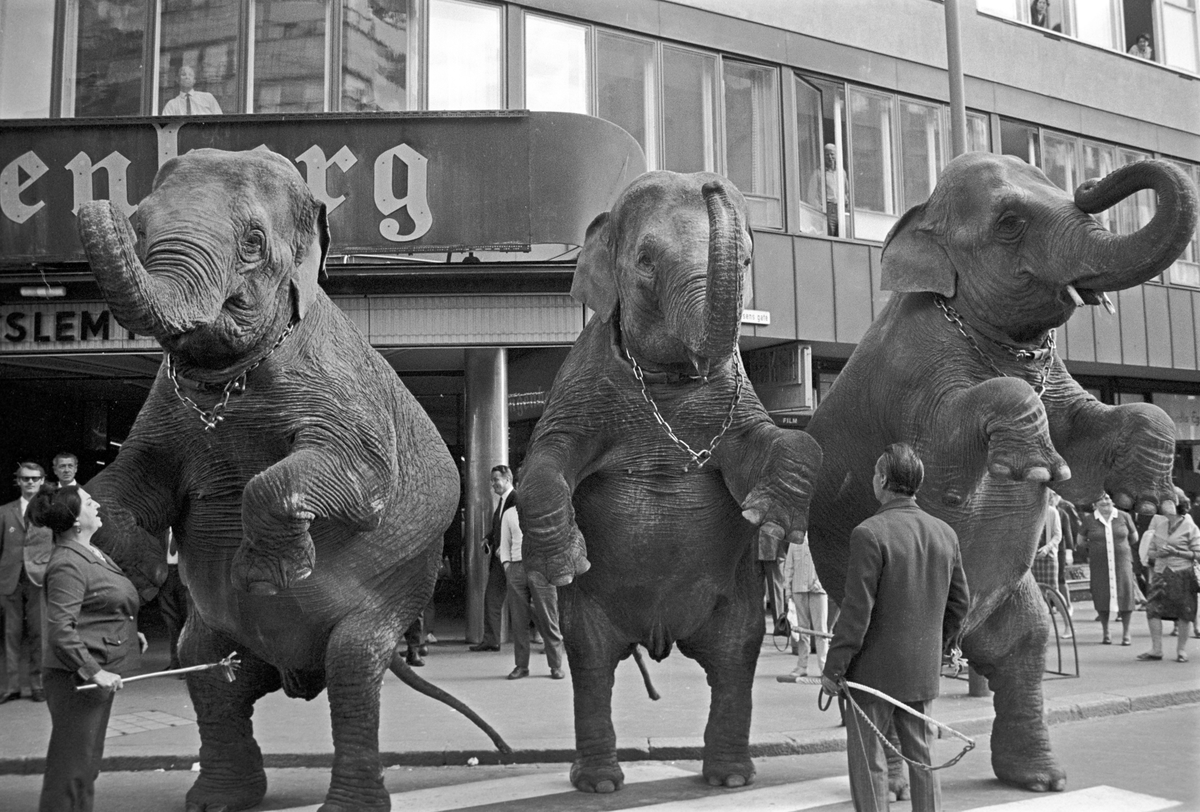 Serie. Cirkus Berny har dyreparade, med hester, sebraer og elefanter, gjennom Oslo. Fotografert august 1968.