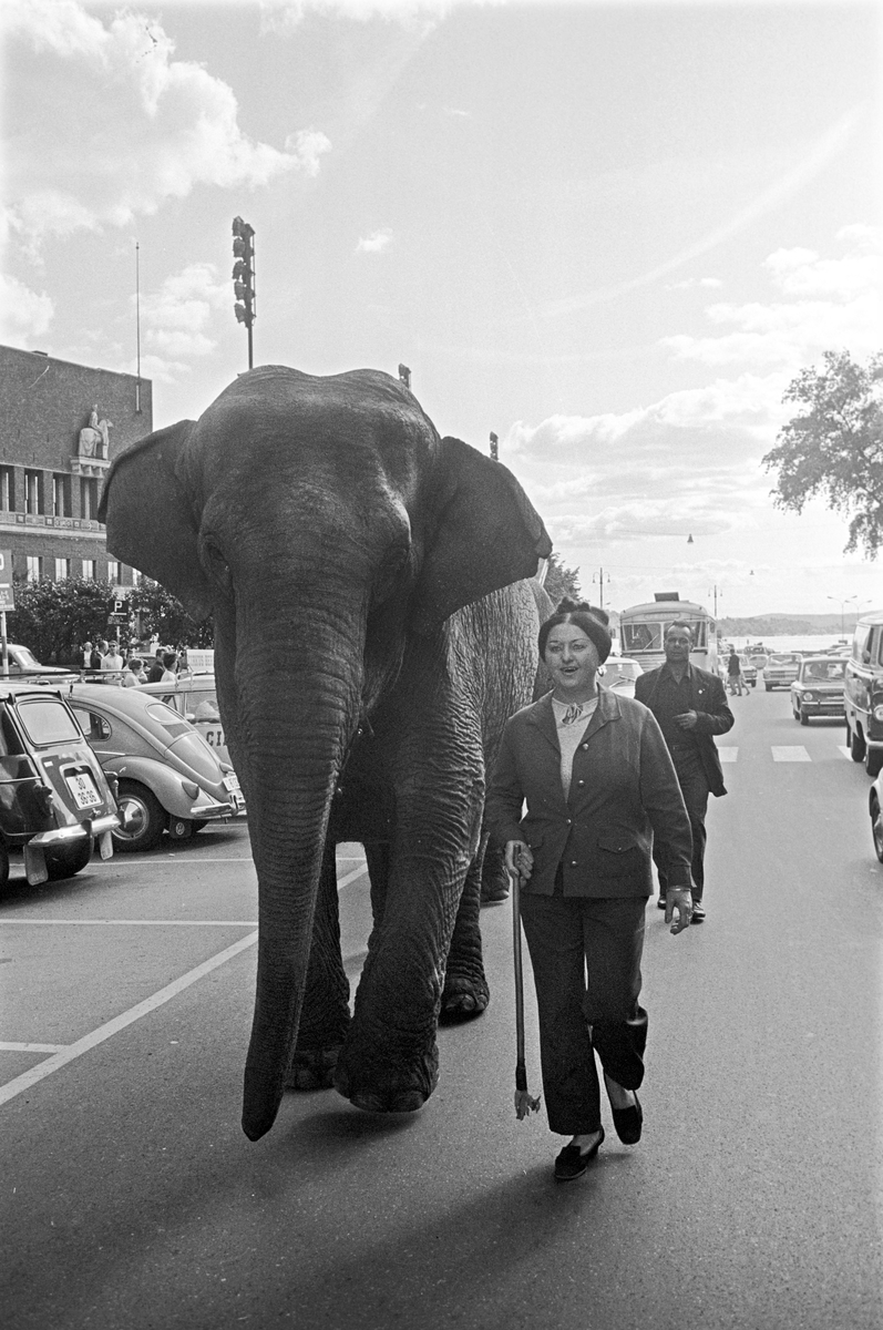 Serie. Cirkus Berny har dyreparade, med hester, sebraer og elefanter, gjennom Oslo. Fotografert august 1968.