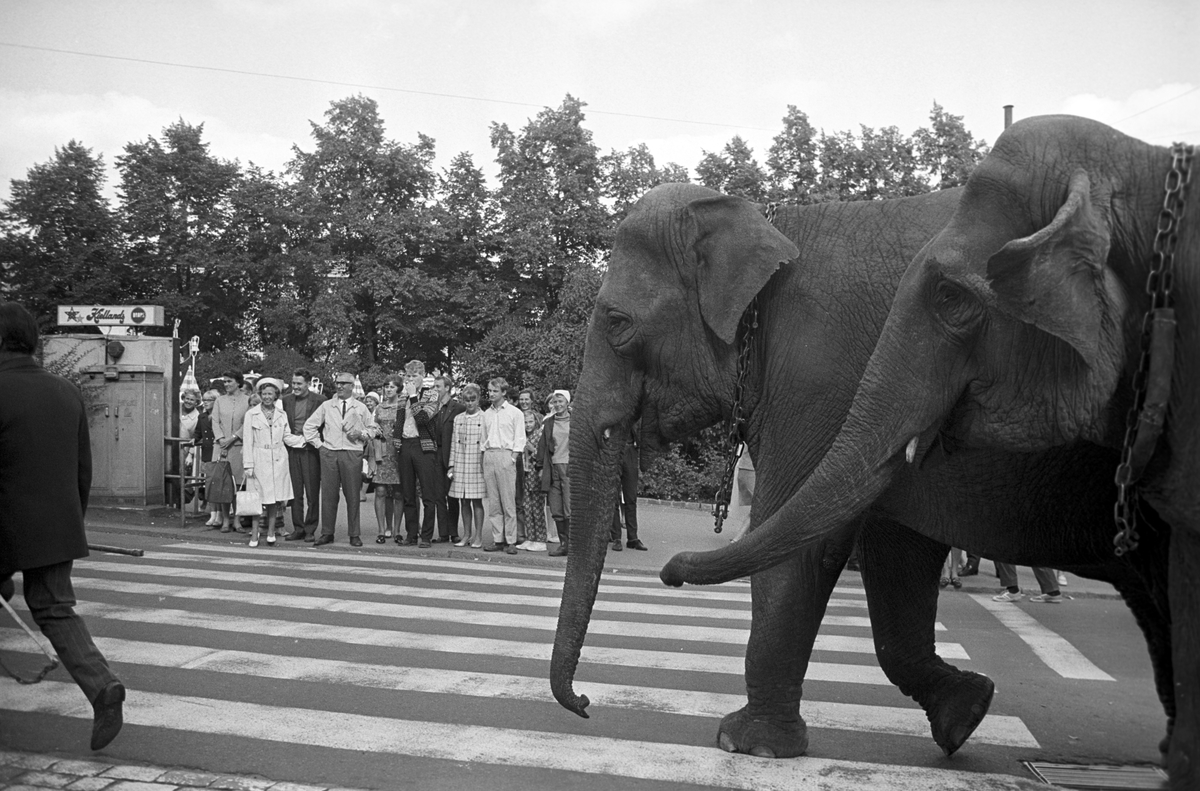 Serie. Cirkus Berny har dyreparade, med hester, sebraer og elefanter, gjennom Oslo. Fotografert august 1968.
