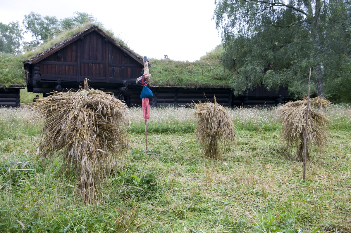 Norsk Folkemuseum, august 2010. Korn henger til tørk på kornstaur i friluftsmuseet. Fugleskremsel.