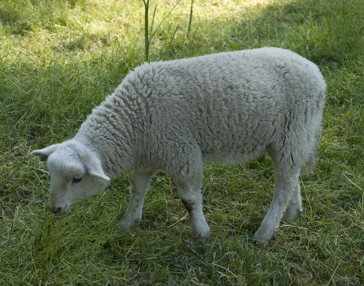 Norsk Folkemuseum, 2009. Lam som beiter.