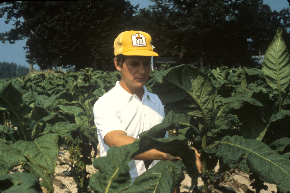 Åker med tobakksplanter. Produksjon av Lys Virginia pipetobakk ved tobakksplantasje. Foto fra bildeserie brukt i forbindelse med Tiedemanns Tobaksfabriks interne tobakkskurs i 1983.