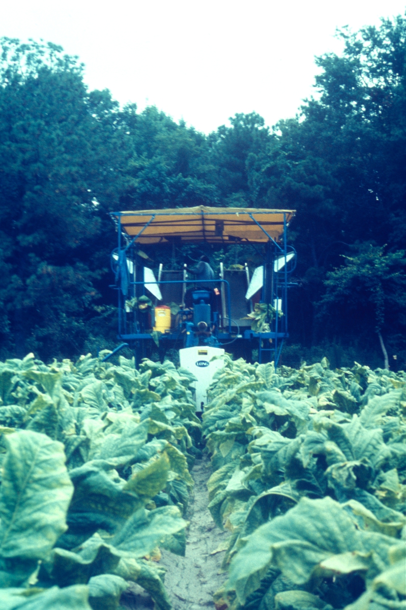 Åker med tobakksplanter. Produksjon av Lys Virginia pipetobakk ved tobakksplantasje. Foto fra bildeserie brukt i forbindelse med Tiedemanns Tobaksfabriks interne tobakkskurs i 1983.