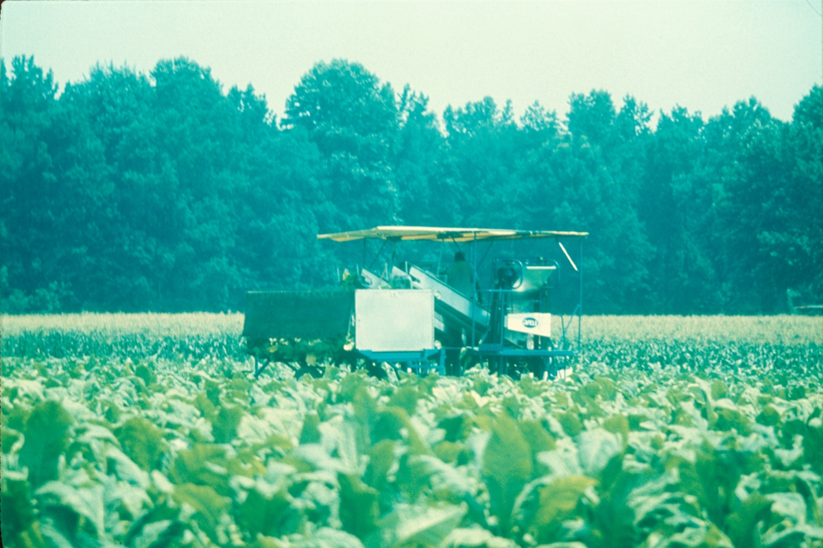 Åker med tobakksplanter. Produksjon av Lys Virginia pipetobakk ved tobakksplantasje. Foto fra bildeserie brukt i forbindelse med Tiedemanns Tobaksfabriks interne tobakkskurs i 1983.