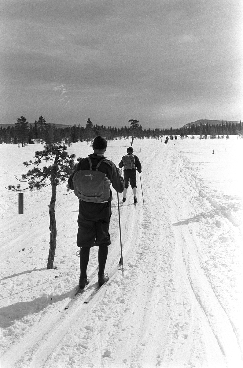 Deltakere i sporet under Birkebeinerrennet fra Rena til Lillehammer 1963.