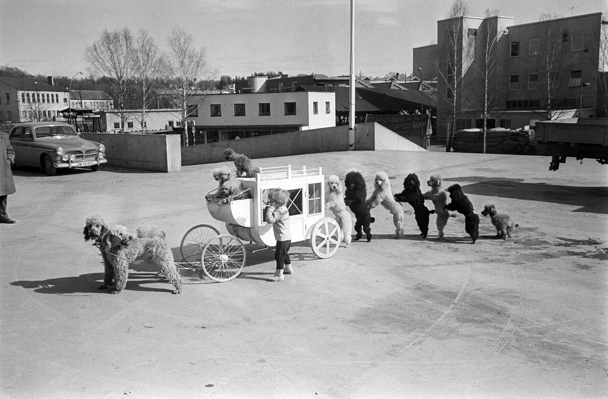 Pudler på rekke og rad står på to ben etter en liten vogn, karet, med valper. Sirkus Schumann viser ett av sirkusnumrene med pudler under sitt besøk på Sjølyst i Oslo i april 1965.