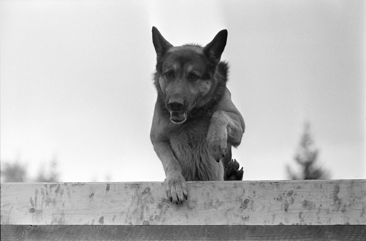 En Schæferhund under opplæring. Her på vei over et hinder. Trening av hunder ved Politiets Hundeskole på Ilseng ved Hamar i oktober 1961.