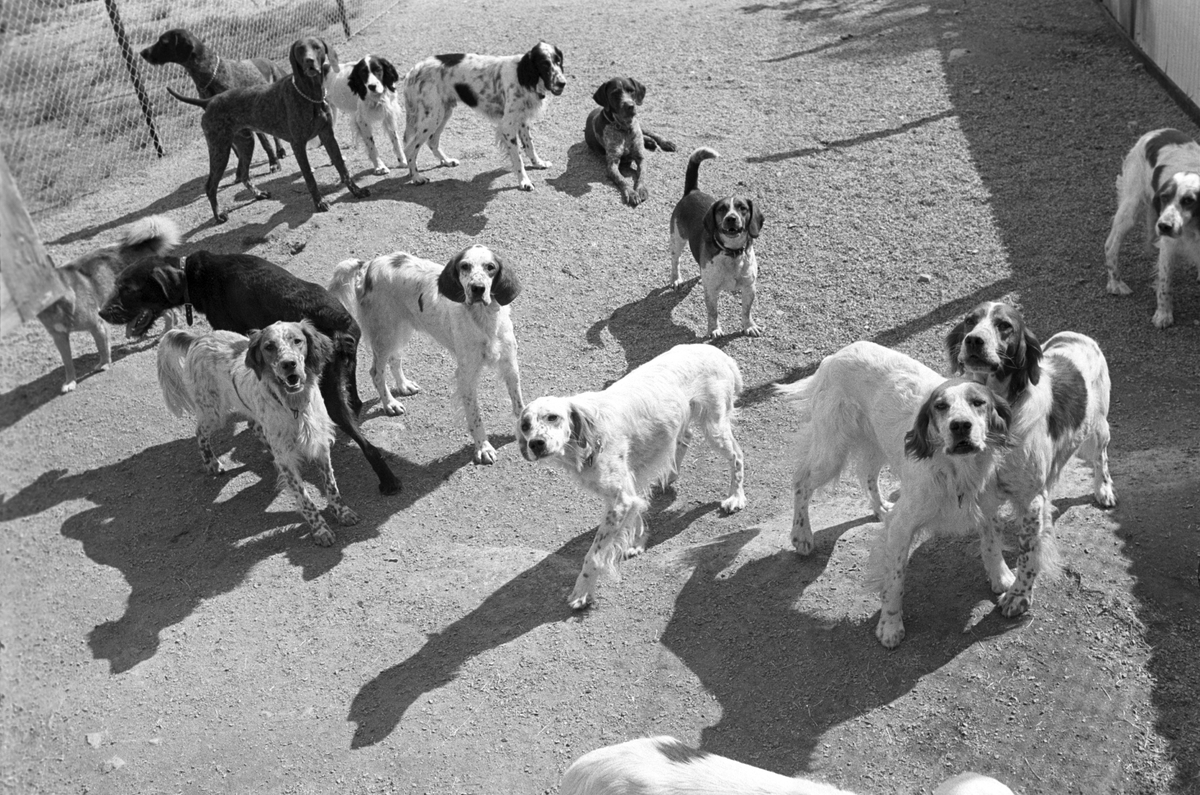 Hunder, bl.a. settere og forstere, i luftegård på Standal Hundepensjonat i Hakadal, 10. august 1968.