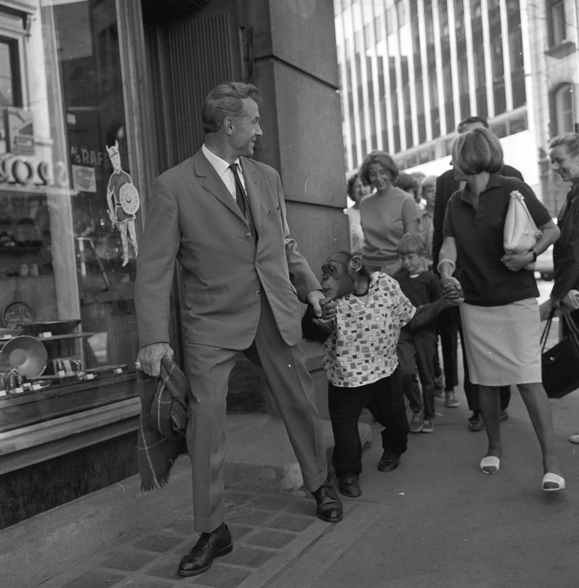 Apekatt på tur tilbake til Dagbladet fra besøk i skobutikk.
Fotografert 1965.