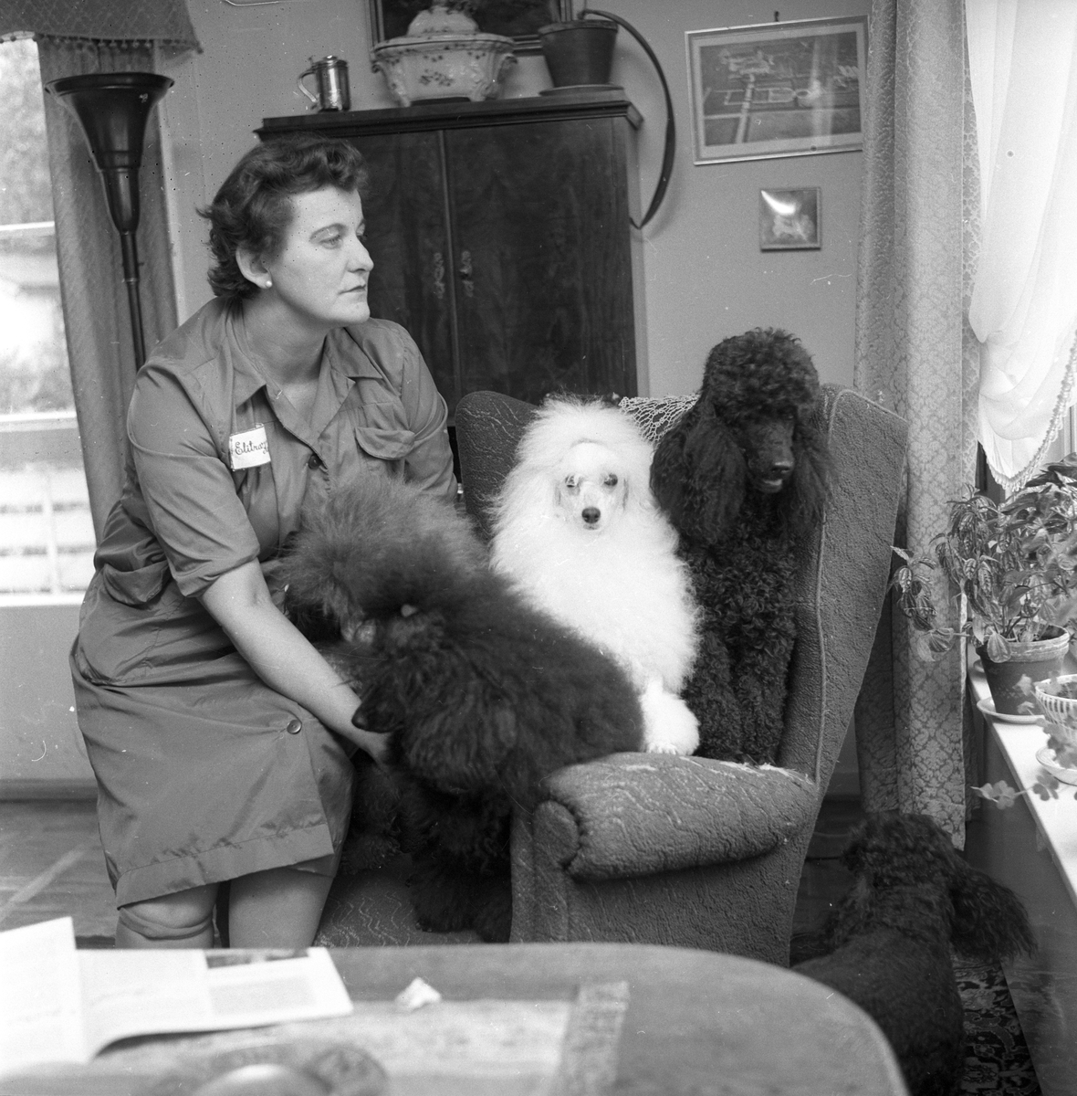 Personale med pudler i stol. Puddelkennel på Smedstad.
Fotografert 1960.