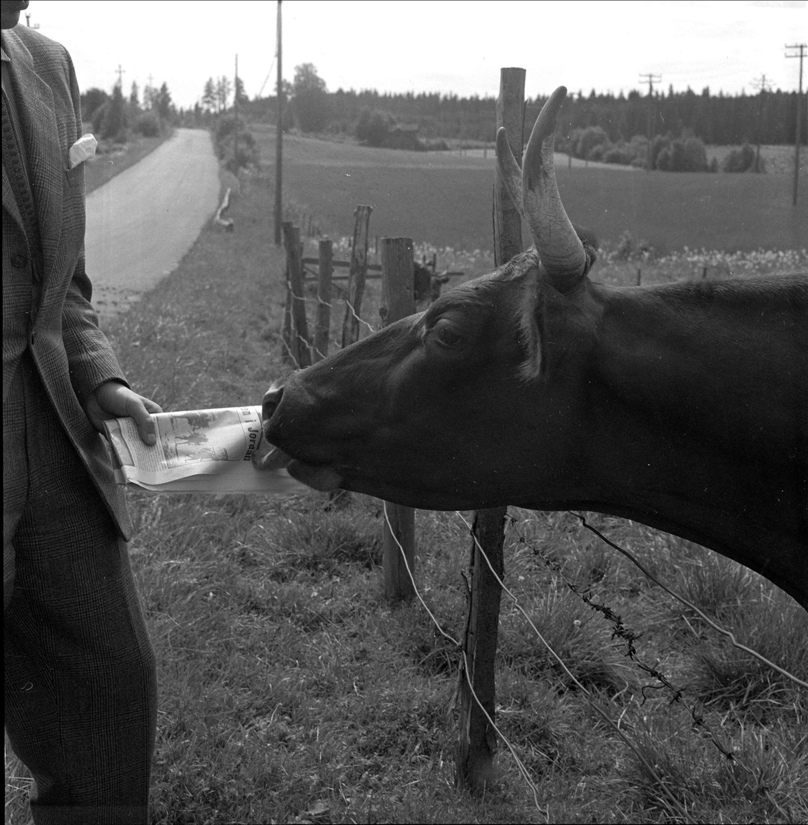 Høyonn, kyr ved gjerdet, Oslo, 18.07.1958.