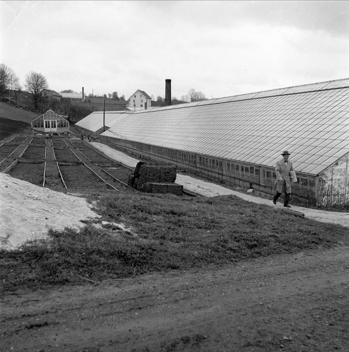 Dyrking av agurker, drivhus, Hordaland, april, 1959.