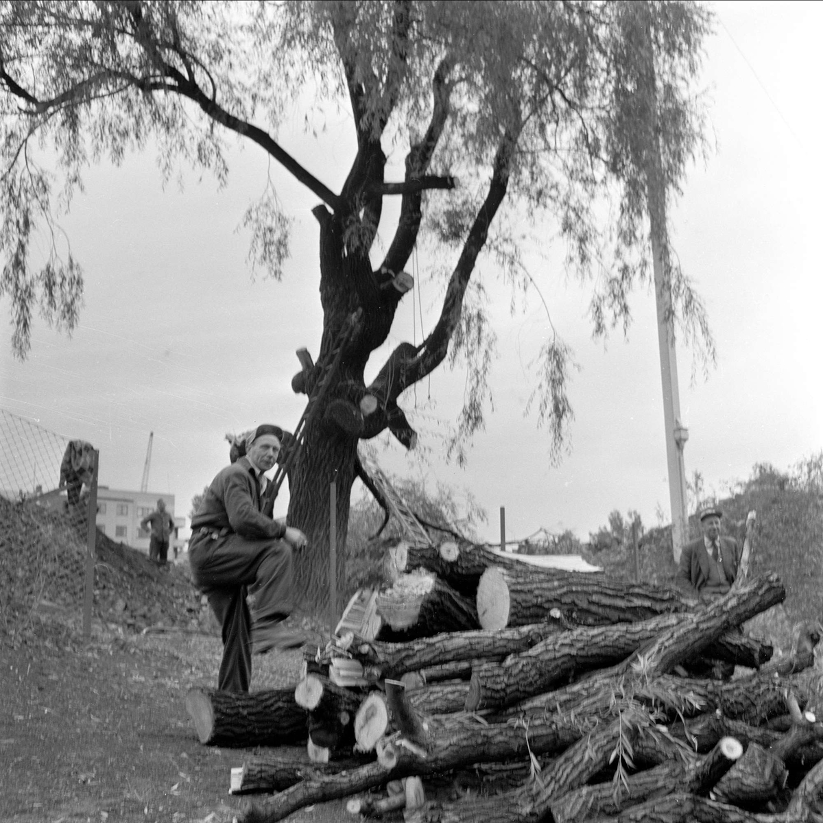 Piletreet ved Frogner stadion, felling, Oslo, 28.08.1959.