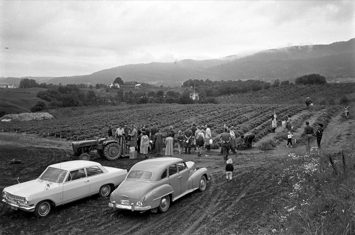 Jordbær i Lier, juli 1964. Jordbærplukking.