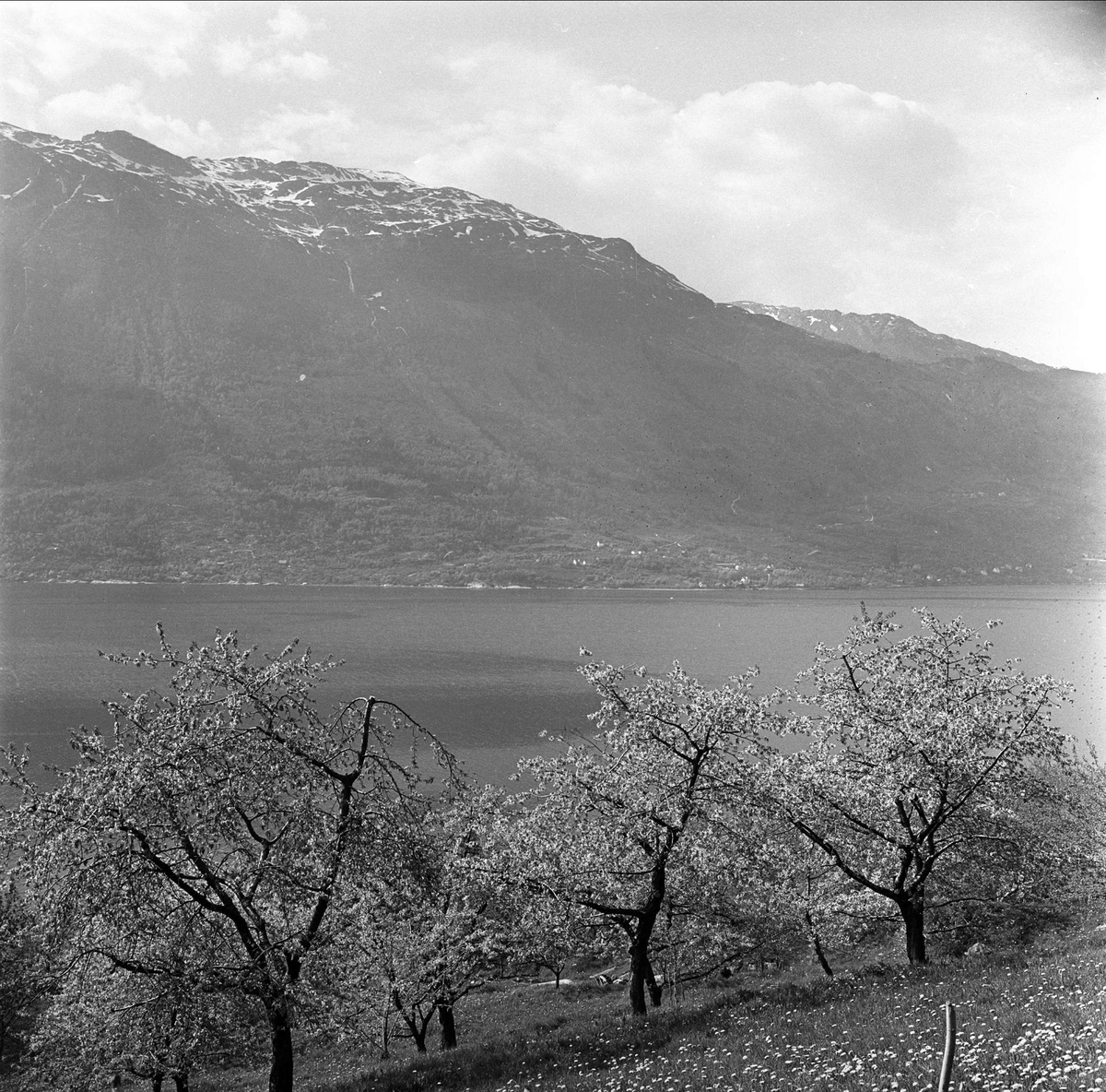 Sørfjorden i Hardanger, Hordaland, mai 1963. Epletrær, fjell i bakgrunnen.