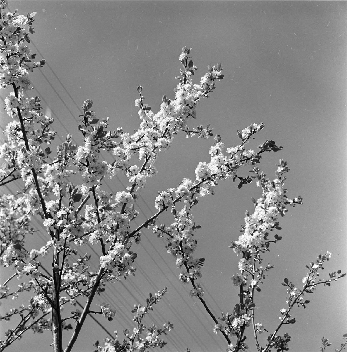 Sørfjorden i Hardanger, Hordaland, mai 1963. Epletre i blomst.