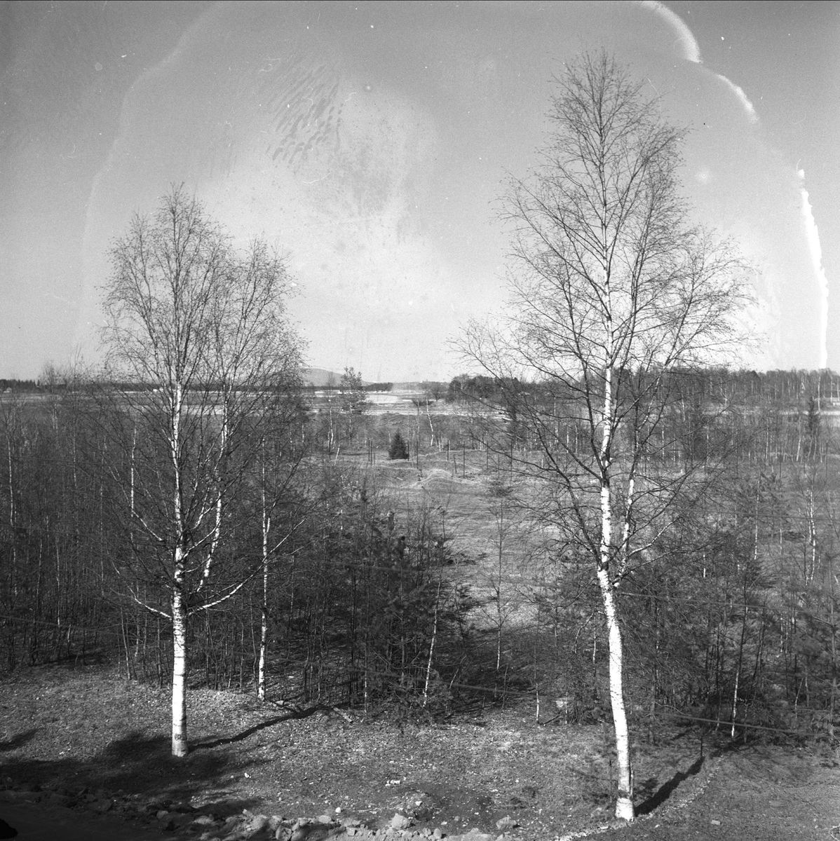 Gardermoen flyplass, skogområde, Gardermoen, Ullensaker, Akershus, 05.05.1956.