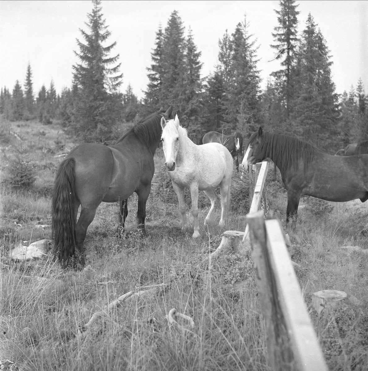 Ringsaker, Hedmark, 20.08.1955. Hester på beite.