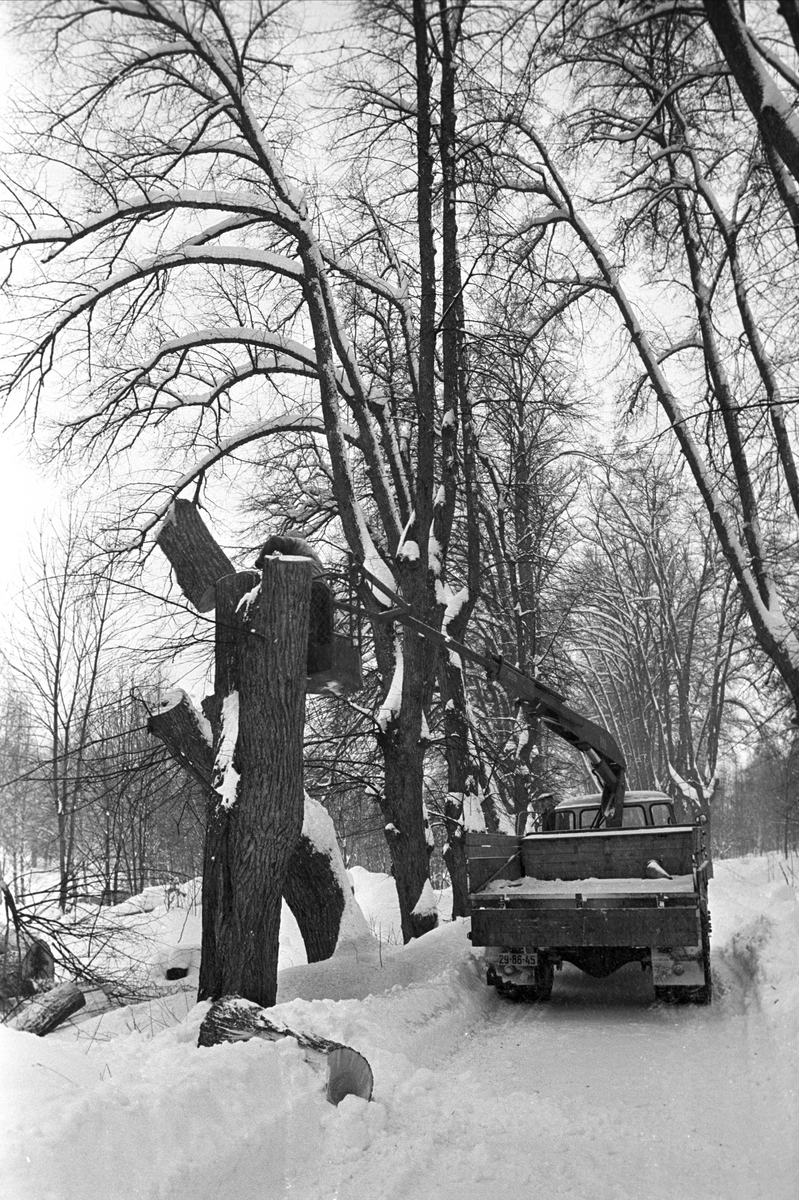 Oslo, Ljan, februar 1967, hugging av lindealléen.