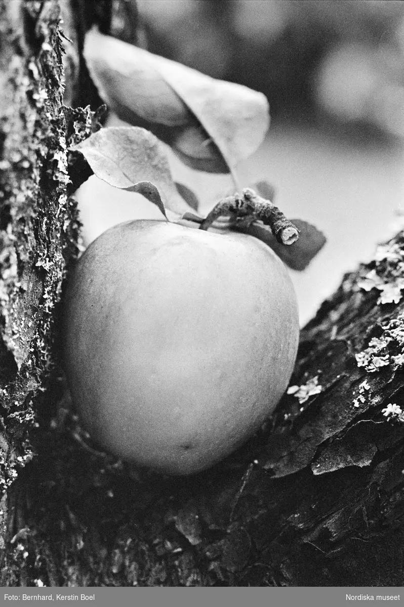 Äpple i grenklyka.