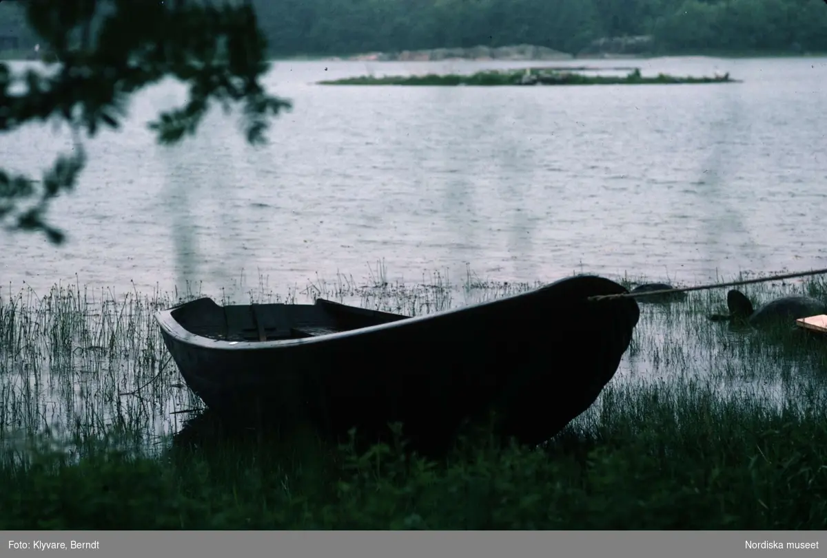 Eka vid strand. Regnsommar, Stockholms skärgård.