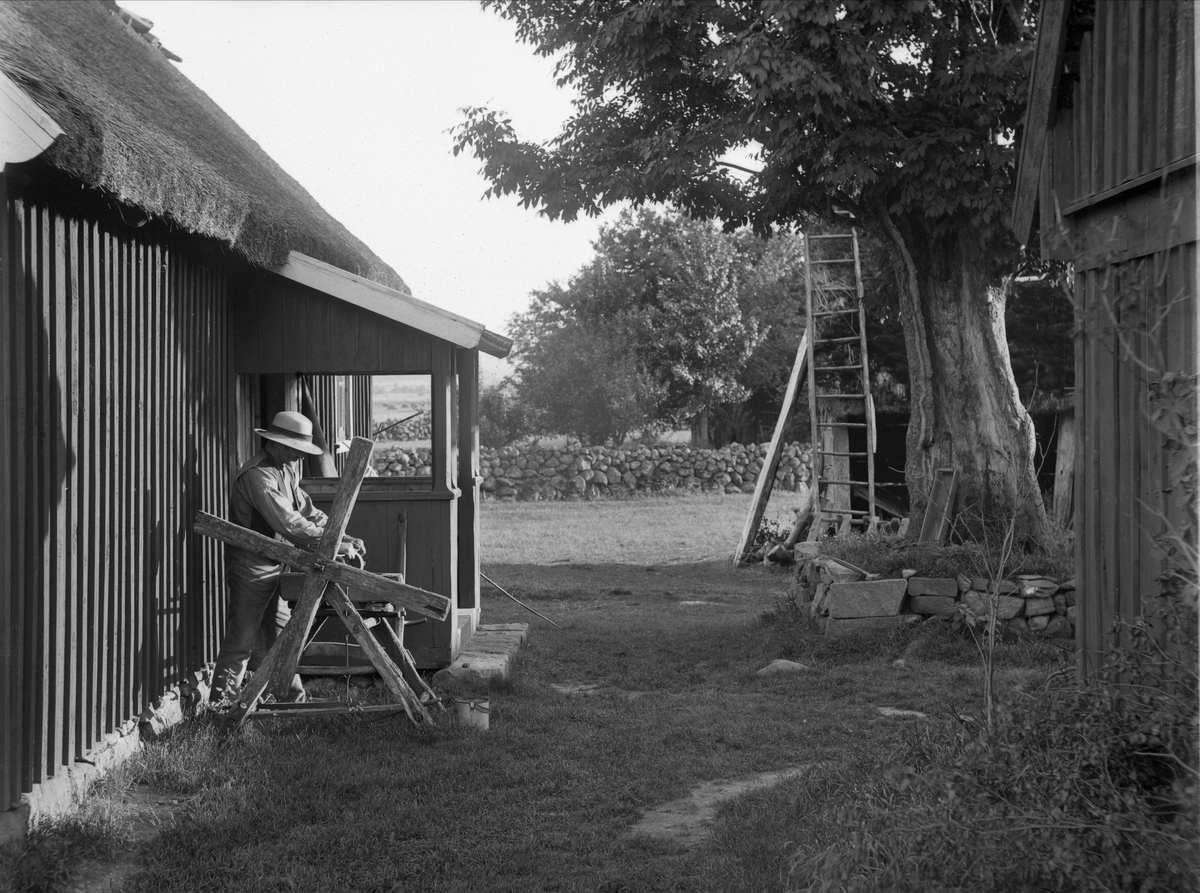 En man arbetar vid en slipsten  mellan två hus. Stort träd. Björsgård, Asige sn, Årstads hd, Halland.