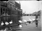 Vy från norra Tyskland, Hamburg. Alster med svanar.