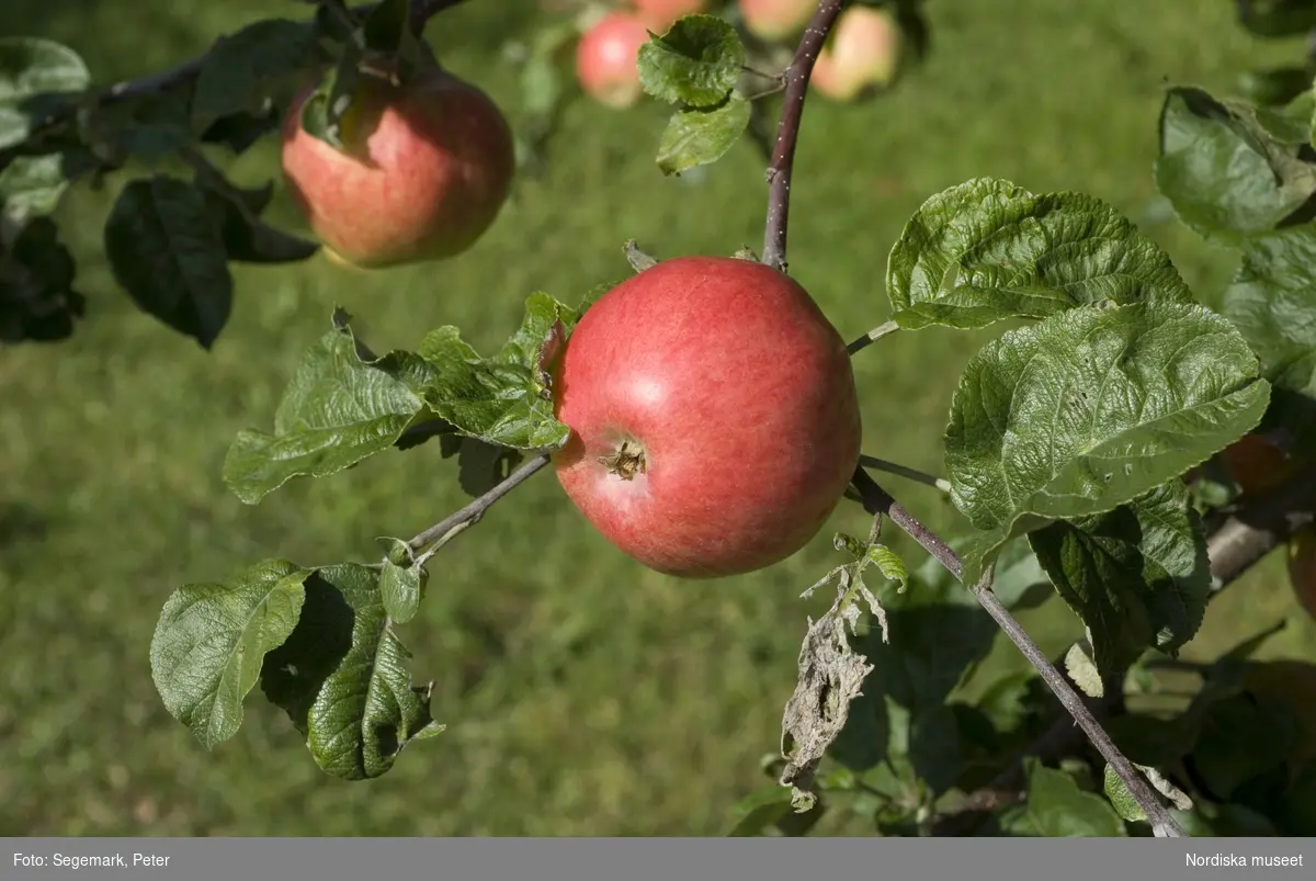 Äpplen, Strimmig vinterkavill äpple , Julita gårds fruktträdgård - Pomarium, del i Nordiska Genbanken (NGB), 2009