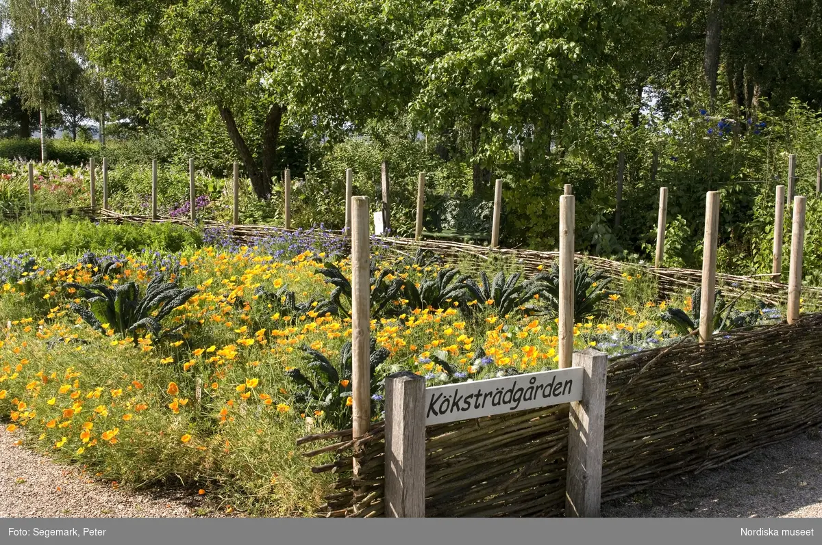 Örtagården och köksträdgården med  köksväxter och örter: Stockrosor, Ringblomma,  kål, röd- och gulbetor mm, Julita gård, sommarsäsongen 2009. 