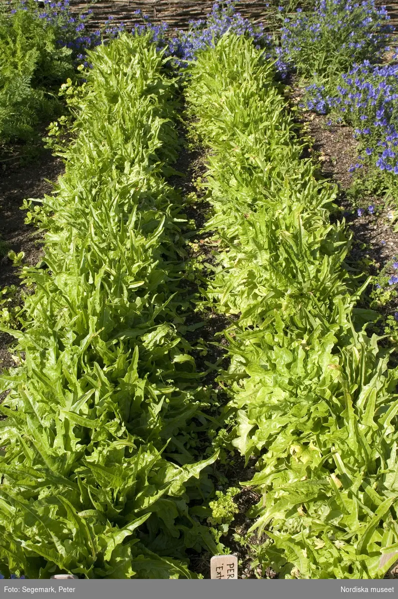 Örtagården och köksträdgården med  köksväxter och örter: Stockrosor, Ringblomma,  kål, röd- och gulbetor mm, Julita gård, sommarsäsongen 2009. 