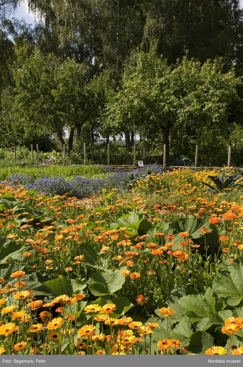 Örtagården och köksträdgården med  köksväxter och örter: Stockrosor, Ringblomma,  kål, röd- och gulbetor mm, Julita gård, sommarsäsongen 2009. 