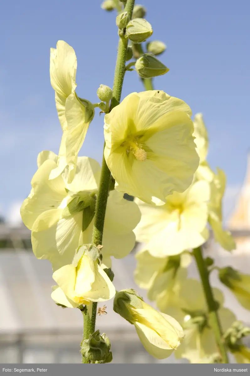 Örtagården och köksträdgården med  köksväxter och örter: Stockrosor, Ringblomma,  kål, röd- och gulbetor mm, Julita gård, sommarsäsongen 2009. 