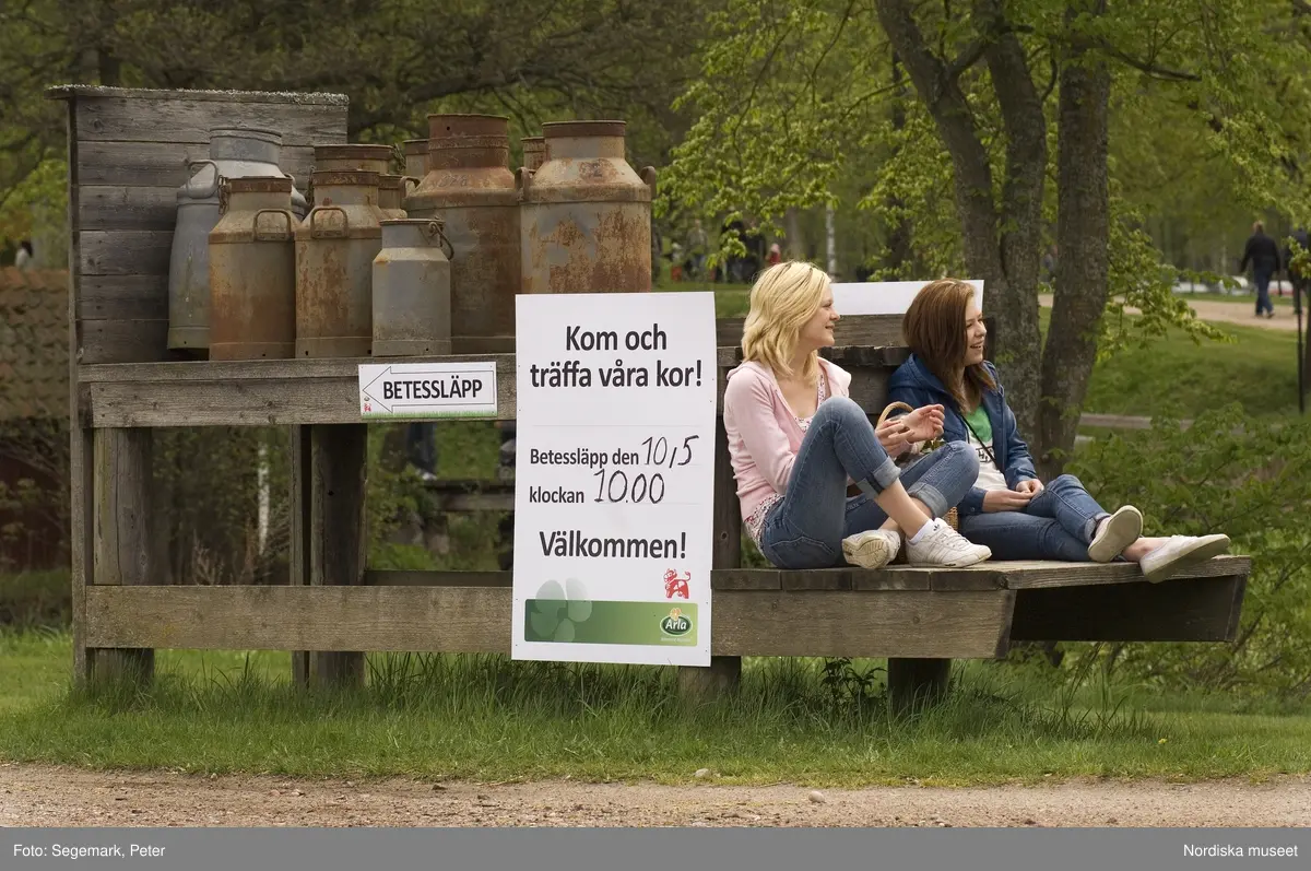Kor, kosläpp, korna släpps ut på  bete, Julita gård, maj, 2009. 