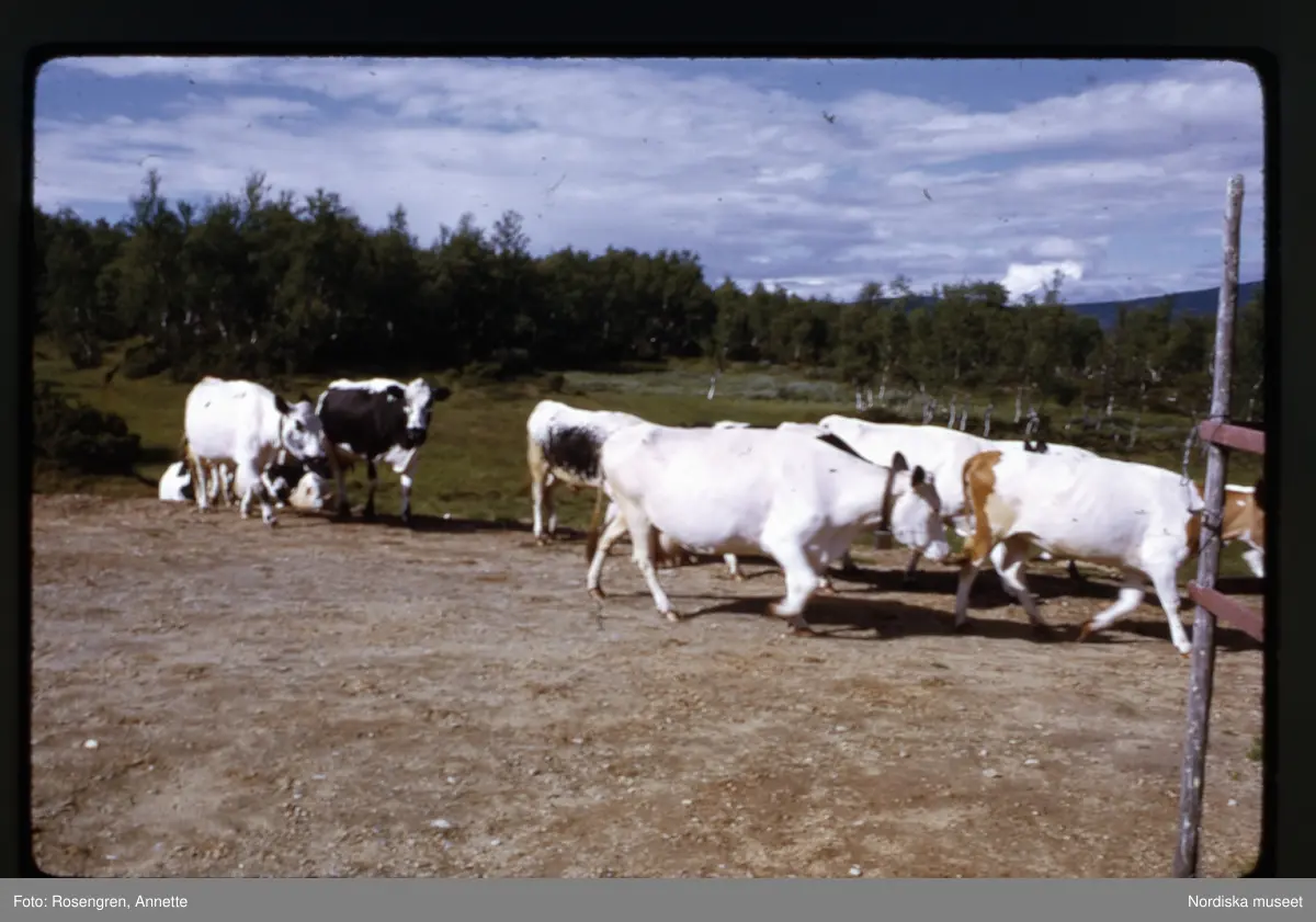 Bruksvallarna, fäbod, 1974. Byggnader, djur, människor och natur.