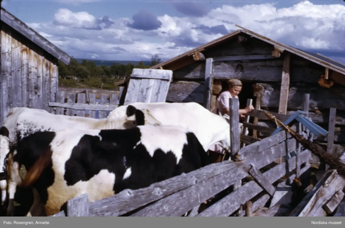 Bruksvallarna, fäbod, 1974. Byggnader, djur, människor och natur.